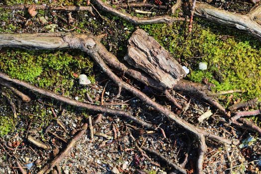 Detailed close up view on a forest ground texture with moss and branches found in a european forest