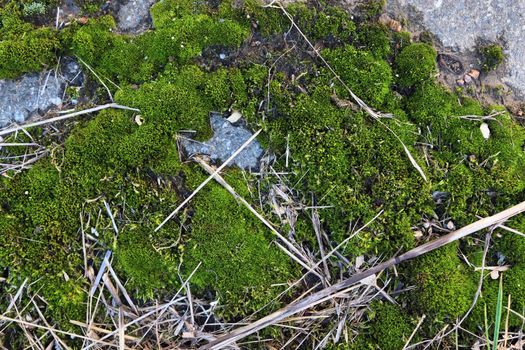 Detailed close up view on a forest ground texture with moss and branches found in a european forest