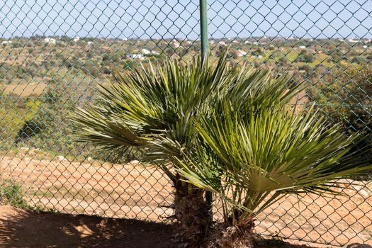 palm tree in front of a fence in a garden in portugal