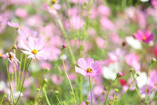 Pink delicate cosmos flower at the field