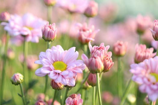 Pink Chrysanthemum flower under morning sunlight