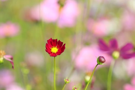 Red delicate cosmos flower at the field