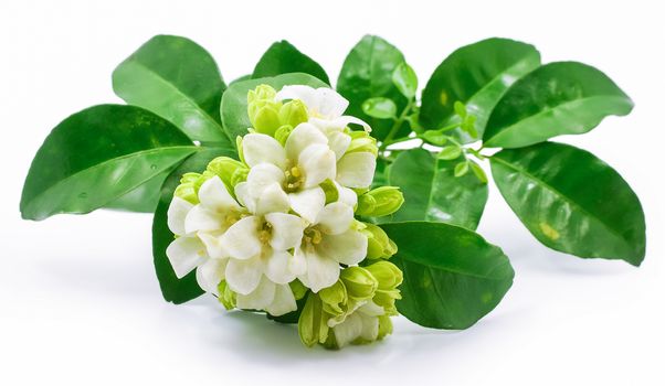 Orange jasmine flower isolated on white background