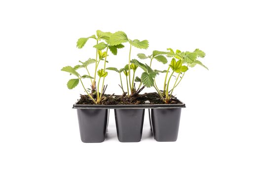 young strawberry plants in pots on white background in studio