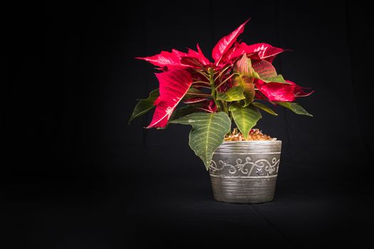 Christmas Eve Flower or Poinsettia on black background