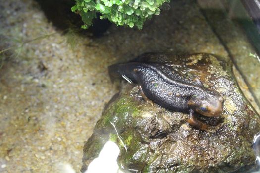 A small newt sits in a terrarium. Nature