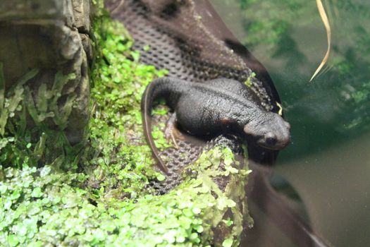 A small newt sits in a terrarium. Nature