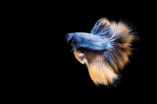 The Moving Moment of Blue Grey Gold Metallic Half Moon Betta Splendens or Siamese Fighting Fish on Black Background