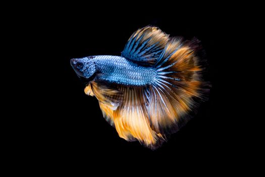 The Moving Moment of Blue Grey Gold Metallic Half Moon Betta Splendens or Siamese Fighting Fish on Black Background