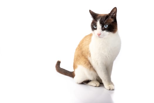 siamese cross cat and ragdoll sitting on white background in studio