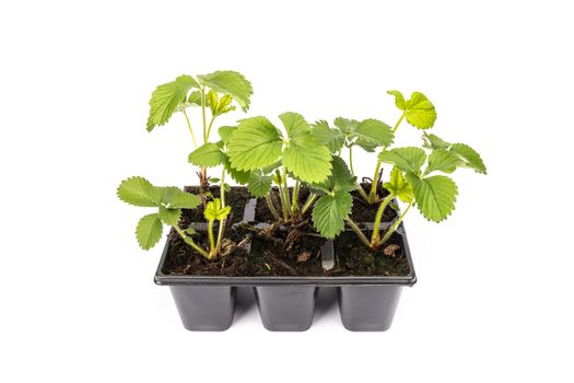 young strawberry plants in pots on white background in studio