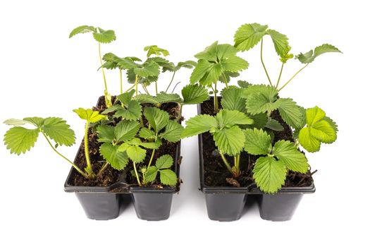 young strawberry plants in pots on white background in studio