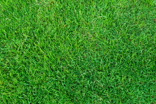 Green grass texture for background. Green lawn pattern and texture background. Close-up.