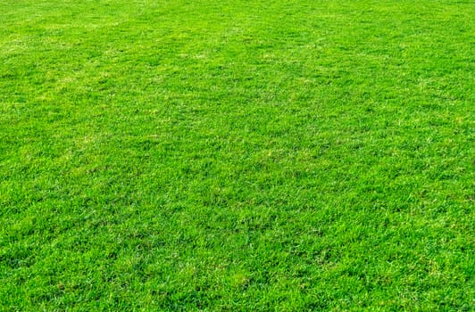 Background of green grass field. Green grass pattern and texture. Green lawn background.