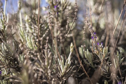 lavender in bloom in a garden in Portugal