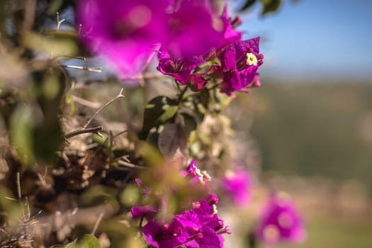 bougainvillea flower on a sunny winter day in Portugal