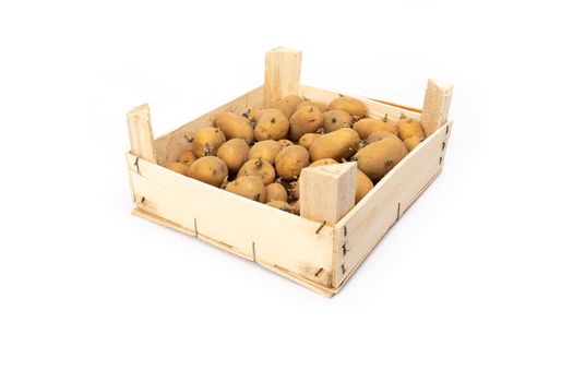 crate of sprouted potato plant ready for planting - on white background in studio