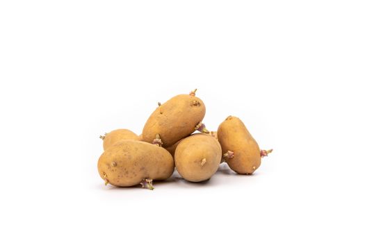 set of sprouted potato plants ready for planting - on white background in studio