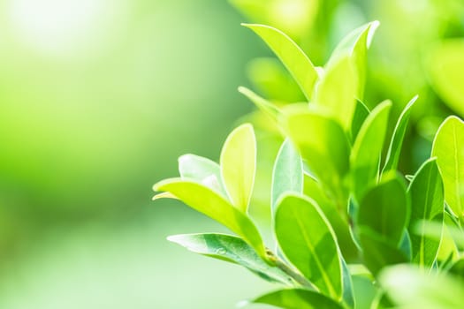 Leaves close up nature view of green leaf on blurred greenery background in garden Use as background image for pasting text or characters