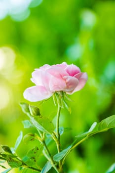 Pink rose In a garden that is close up.