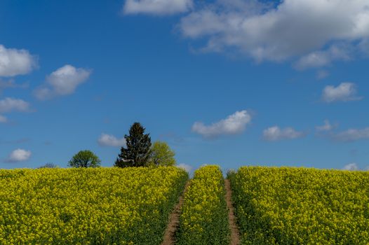 Flowering field of bright yellow rapeseed crop with tyre tracks from a farm vehicle under a sunny blue sky