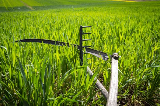 Rake and scythe in a lush green farm field in spring in an agricultural landscape