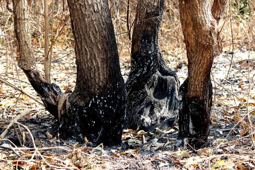 Tree forest after the fire Pollution, Global warming