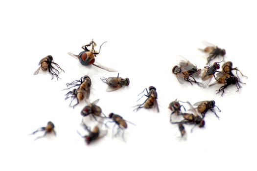 pile of flies, macro many dead flies on white background, flies are carriers of typhoid tuberculosis (selective focus)