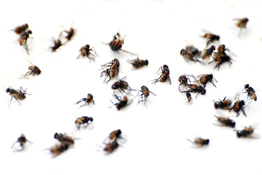 fly, pile fly, many the bulk of the flies fly dead on white ground, flies are carriers of typhoid tuberculosis (selective focus)