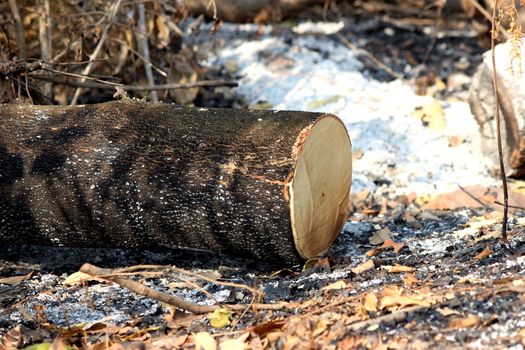 deforest cluster of freshly cut tree stumps and burn, global warming