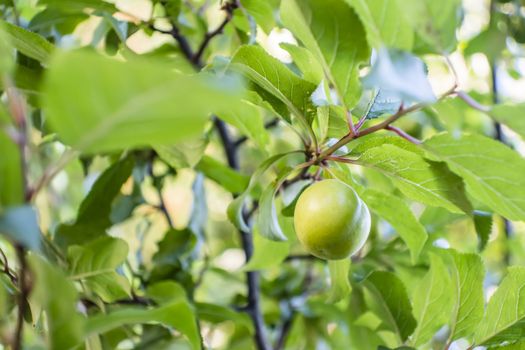 green plum and leaves on tree branches