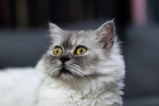 Gray cat with yellow eyes sitting and looking at the camera Separated from blurred backgrounds