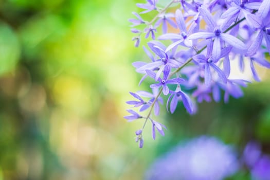 Beautiful purple wreath vine (Petrea Volubilis) or queen's wreath vine flower on blurred background