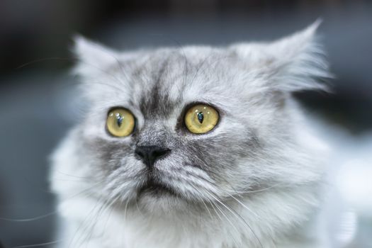 Gray cat with yellow eyes sitting and looking at the camera Separated from blurred backgrounds