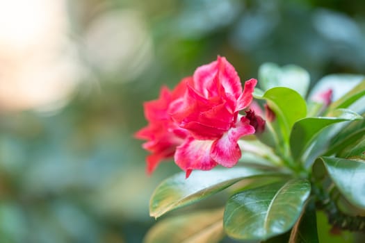 red desert rose flower in the garden