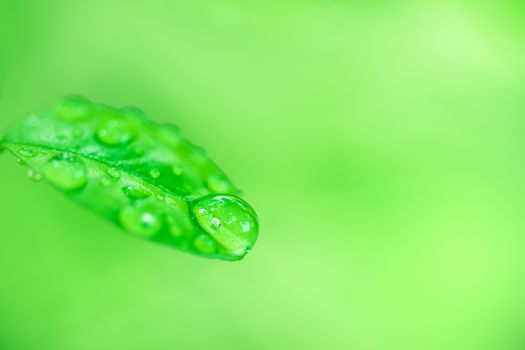 Leaves close up nature view of green leaf on blurred greenery background in garden Use as background image for pasting text or characters