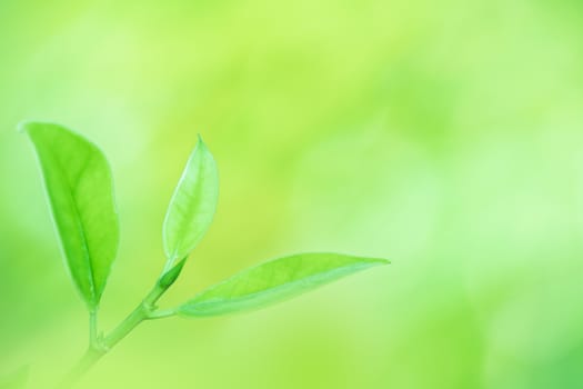 Leaves close up nature view of green leaf on blurred greenery background in garden Use as background image for pasting text or characters