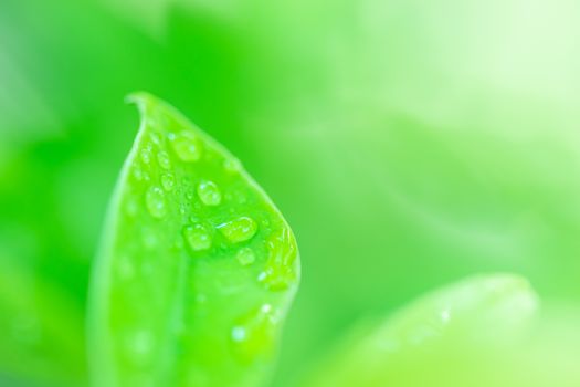 Leaves close up nature view of green leaf on blurred greenery background in garden Use as background image for pasting text or characters