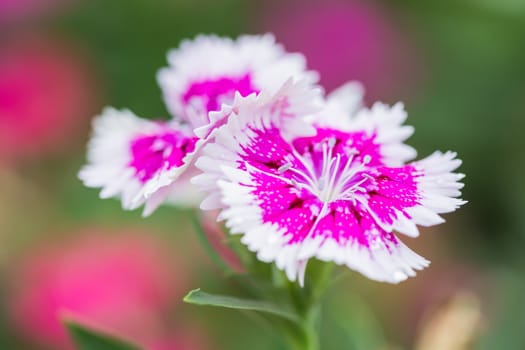 Closeup of pink Dianthus Chinensis Flowers in the garden used as an illustration in agriculture