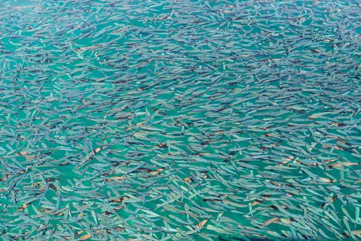 Closeup shot of fish swarm in Red Sea forming a background