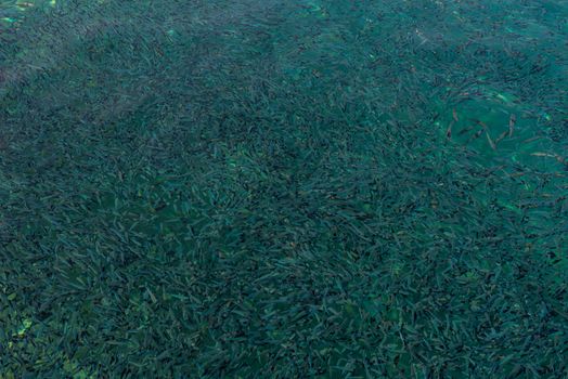 Closeup shot of fish swarm in Red Sea forming a background