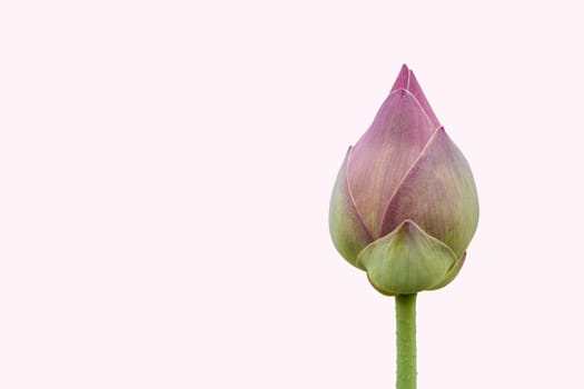 The blooming lotus buds are green on the white background, used as an illustration in agriculture and symbolic of Buddhism in Thailand.