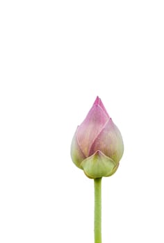 The blooming lotus buds are green on the white background, used as an illustration in agriculture and symbolic of Buddhism in Thailand.