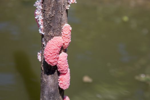 The apple snail eggs with a natural background are used as illustrations in the agricultural work.