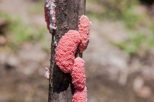 The apple snail eggs with a natural background are used as illustrations in the agricultural work.