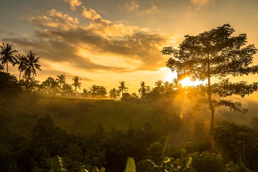 Sun is rising above lush jungle