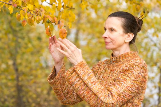 A smiling adult caucasian woman is picking orange apple leaves in autumn