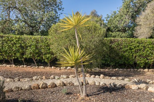 palm tree in front of a fence in a garden in portugal