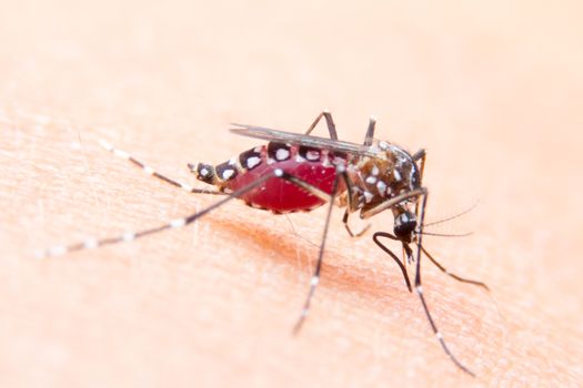 Striped mosquitoes are eating blood on human skin, Dangerous Malaria Infected Mosquito Skin Bite