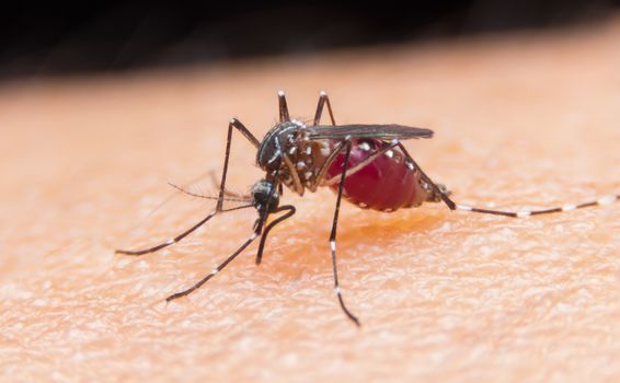 Striped mosquitoes are eating blood on human skin, Dangerous Malaria Infected Mosquito Skin Bite